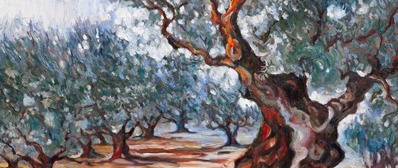 Olive Grove