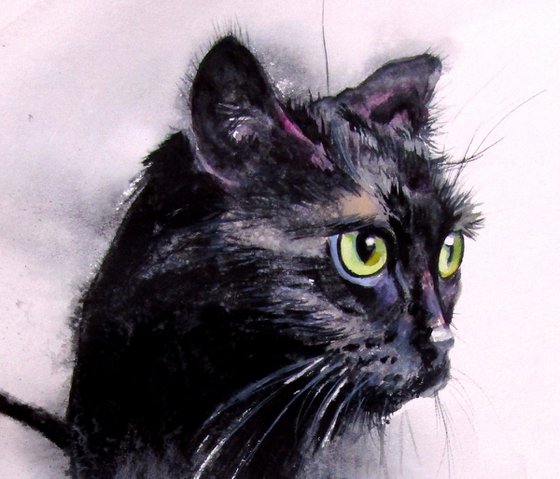 Black cat