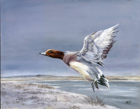 Wigeon (male) in flight
