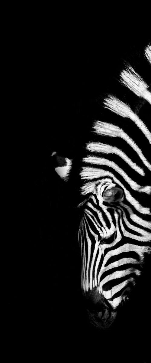 Z is for Zebra by Paul Nash