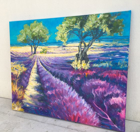 Lavender fields