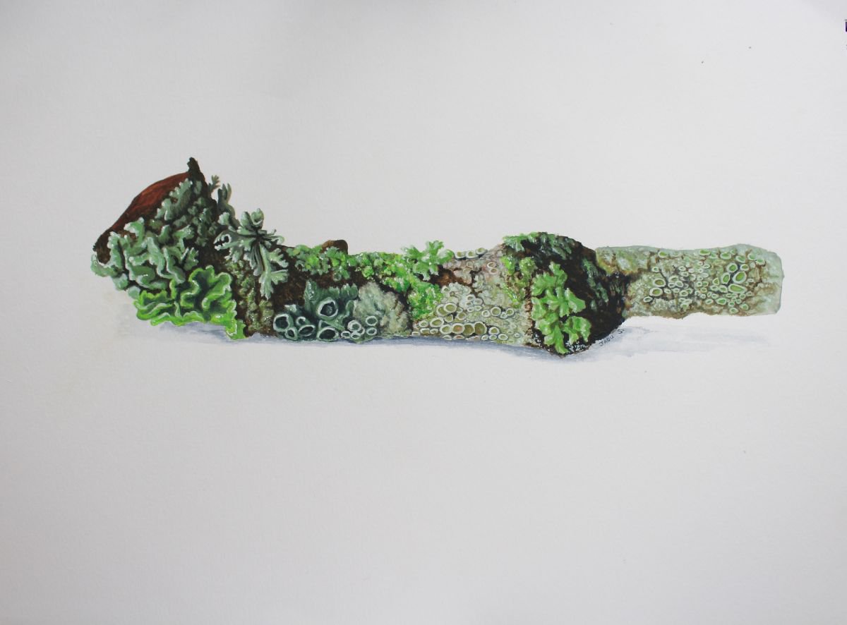Lichen twig - botanical by Jadu Sheridan