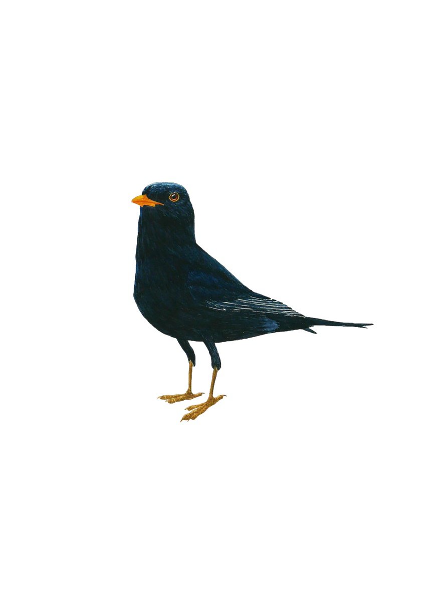 Blackbird stays by Karina Danylchuk