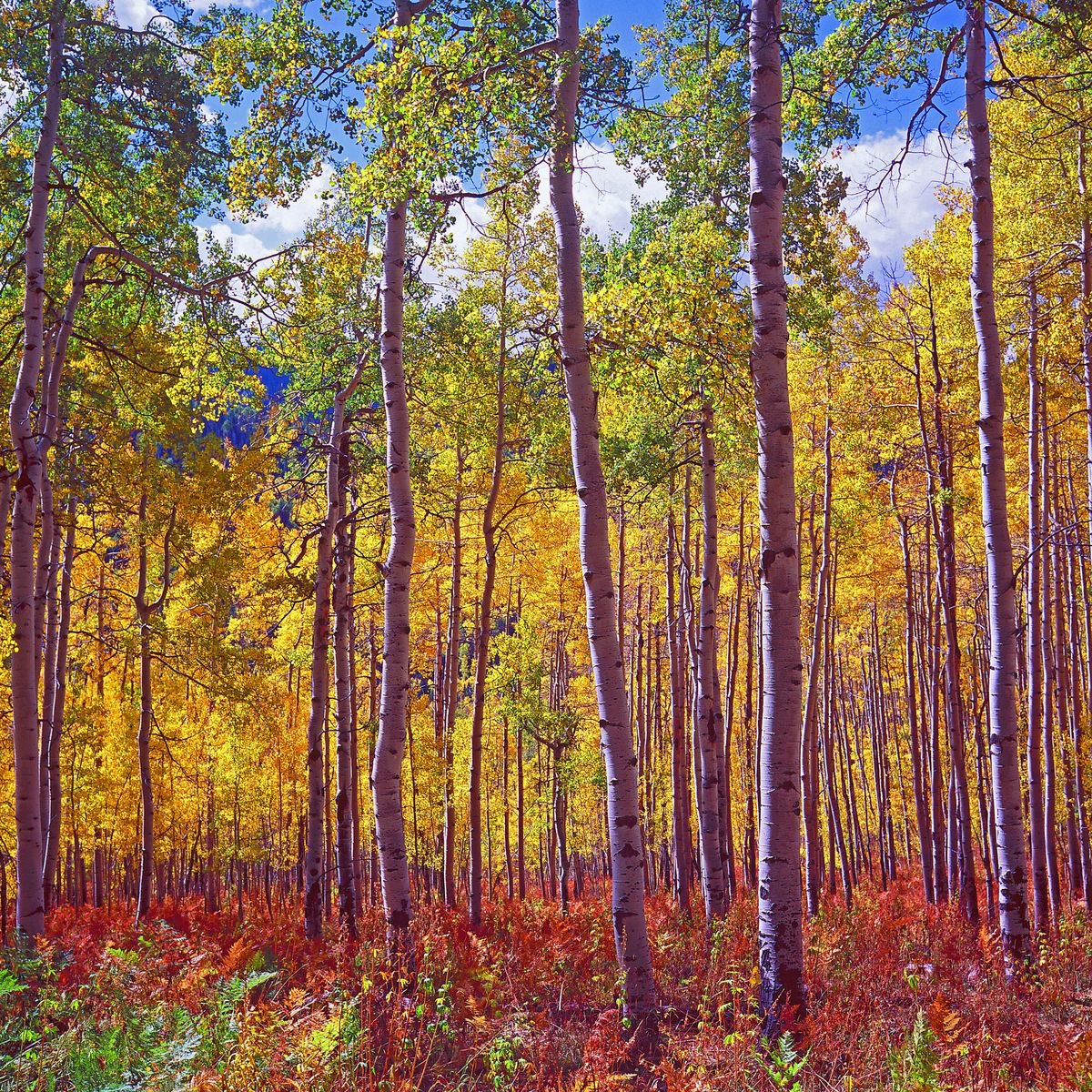 Photorealistic Botanical Photograph By Alex Cassels, 24 X 24, Aspens Of Owl Creek Pass, Original Artwork