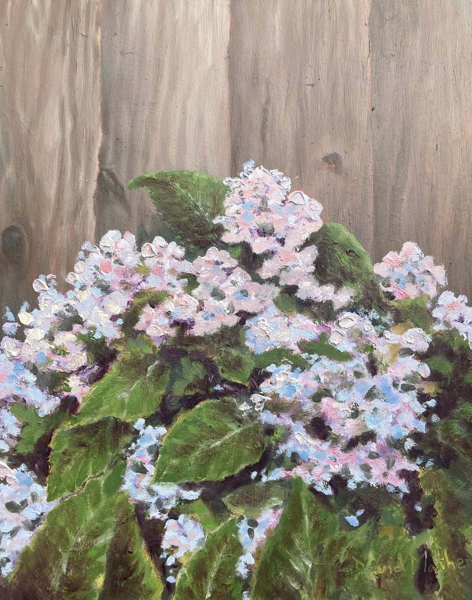 Hydrangea by David Mather