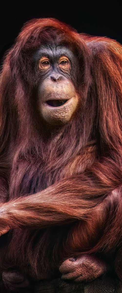 Female Orang-utan by Paul Nash