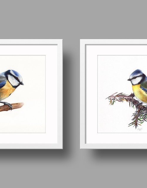 Birds Collection V by Daria Maier