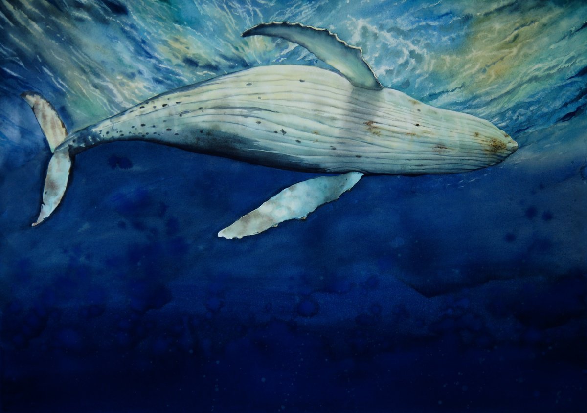 Trusting Leviathan - Whale in Ocean - blue whale by Olga Beliaeva Watercolour