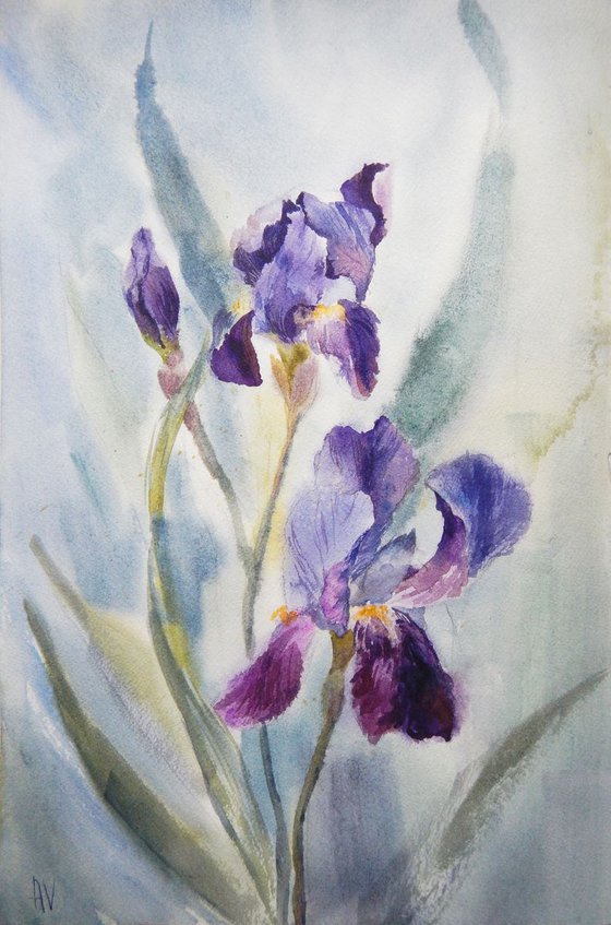 Evening. Irises