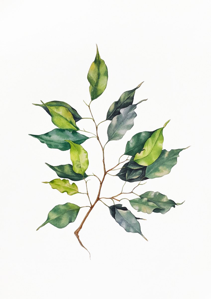A sprig of Ficus Benjamin. Original watercolor artwork. by Nataliia Kupchyk
