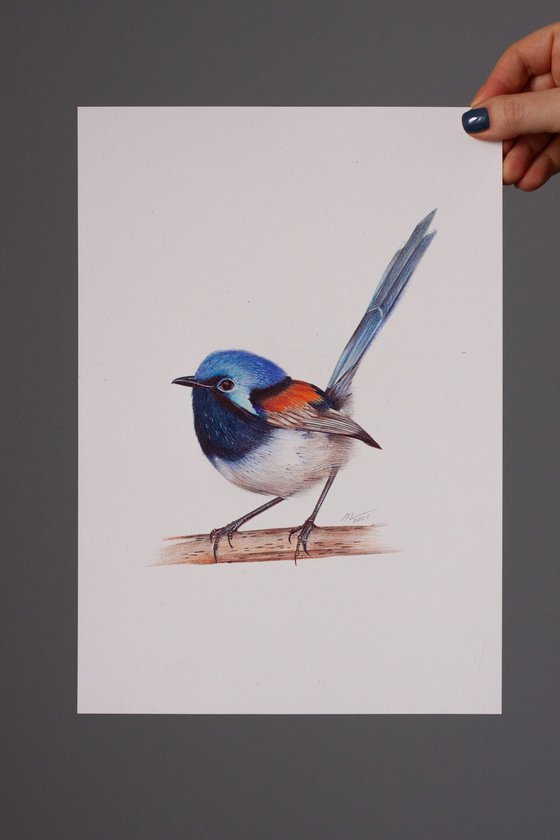 Red-winged Fairywren