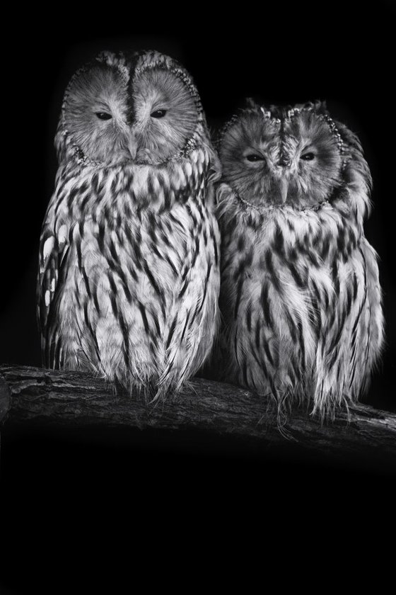 Double Ural Owl on a branch