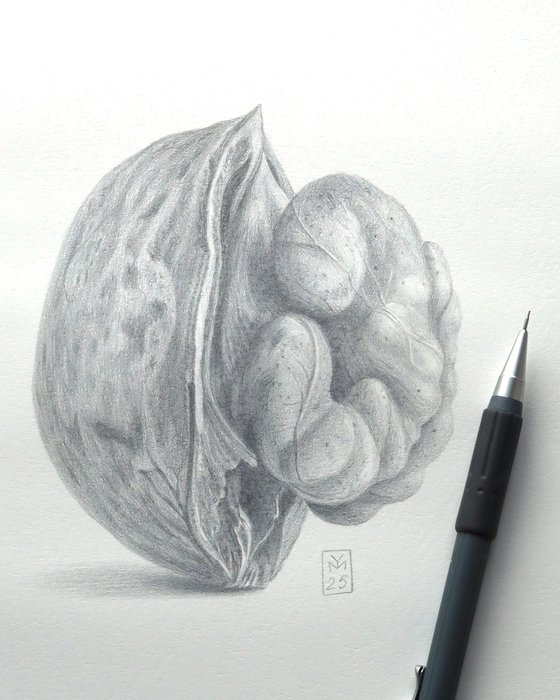 Walnut, Upright