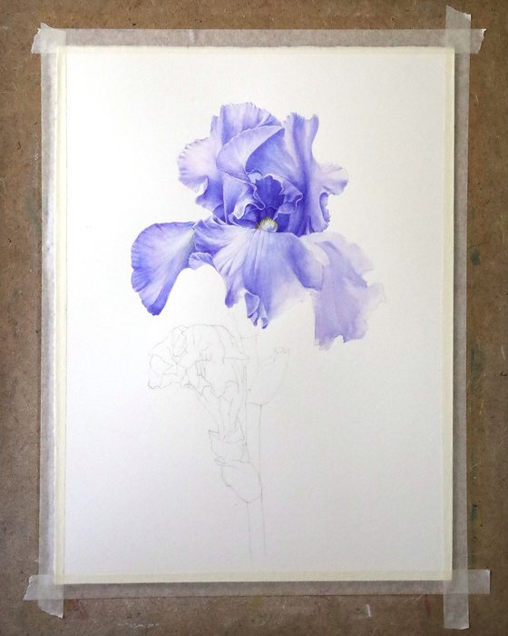 Blue Iris Side View