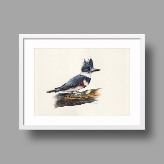 Belted Kingfisher