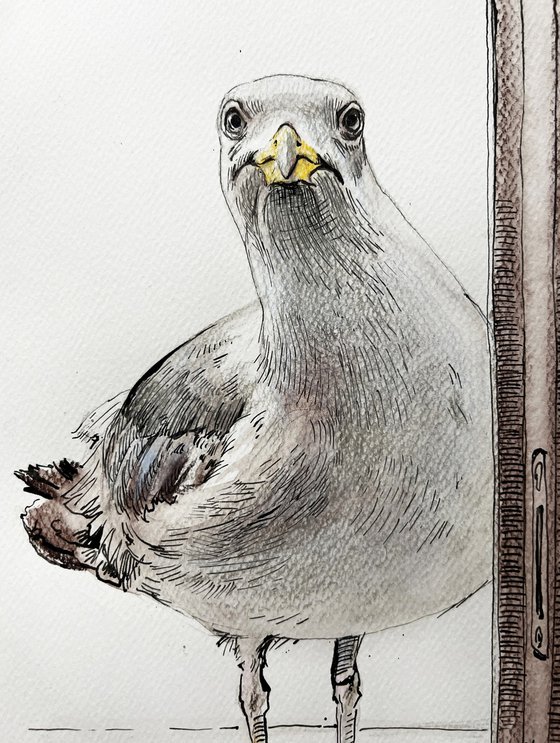 Seagull in the window