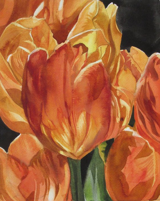 Golden tulips in spring