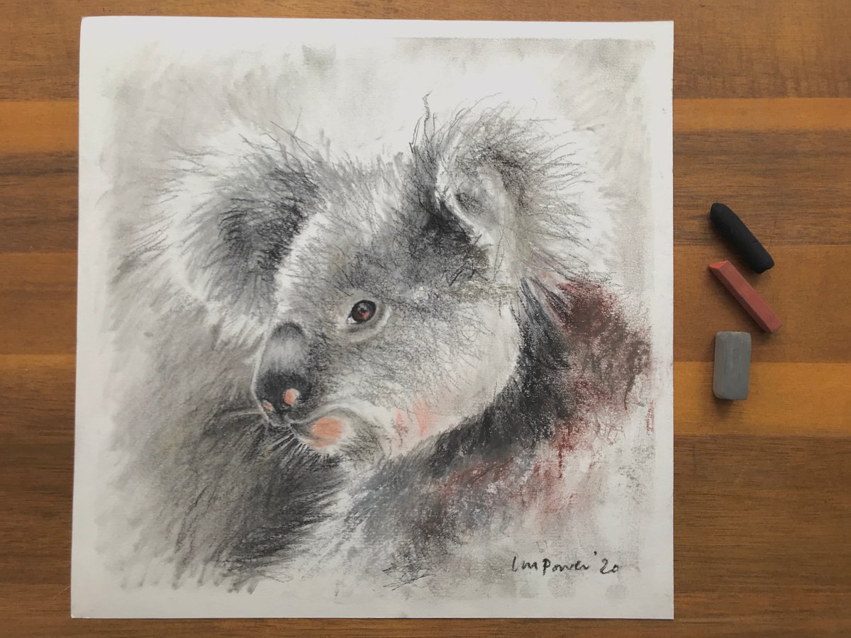 Koala charcoal drawing #02 by Luci Power