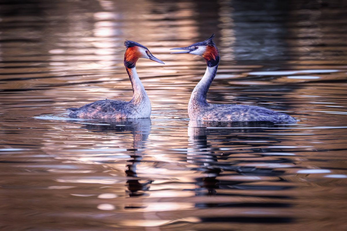 Animal Photograph By Paul Nash, 24 X 16", Great Crested Grebes Sunrise, Original Artwork