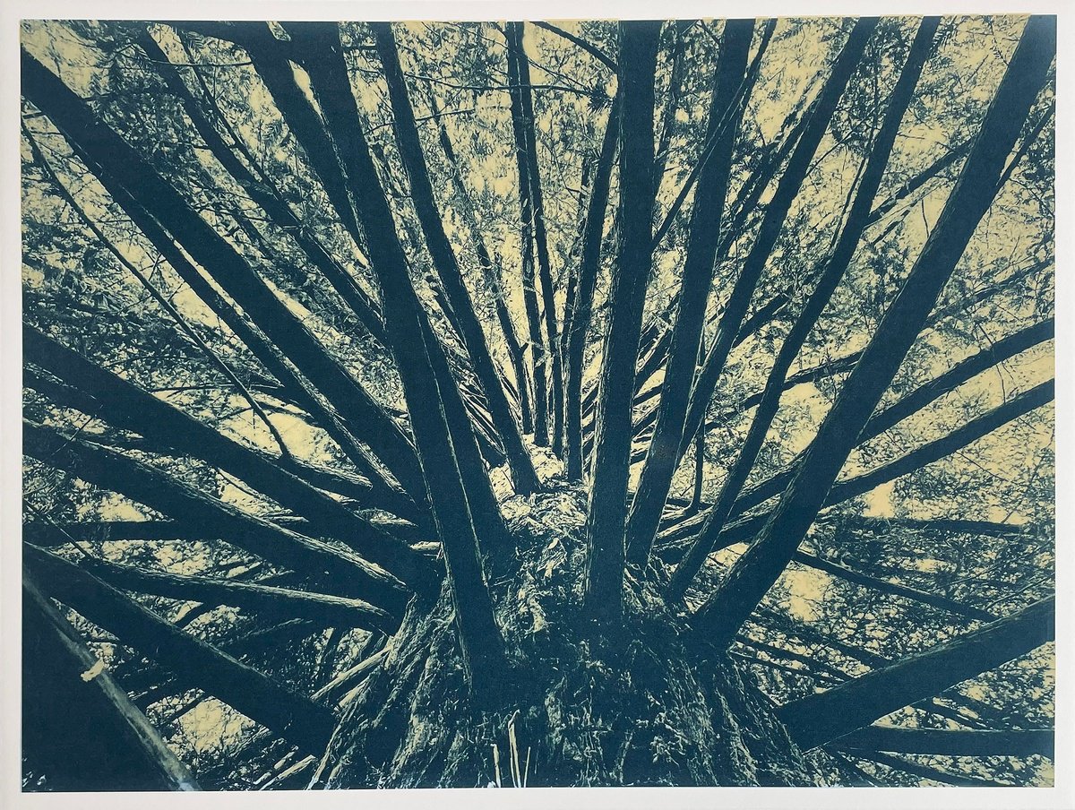 Etchings & Engravings , Ladder Tree By Simon Lawson, 26 X 21, Artwork For Sale On Artfinder