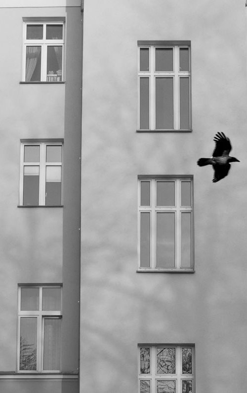 Windows (from the "Birds" set) by Adam Mazek