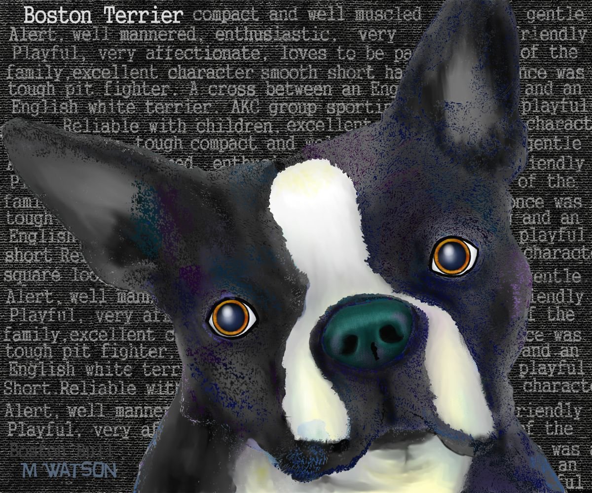 Boston Terrier - Limited Edition by Marlene Watson