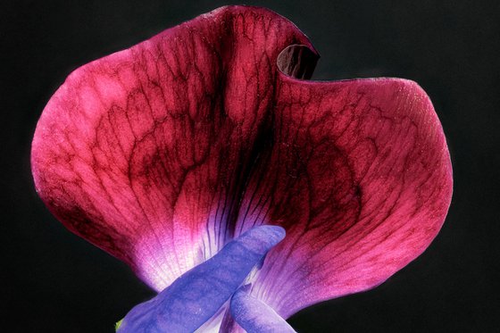 SWEET PEAS - studio edition