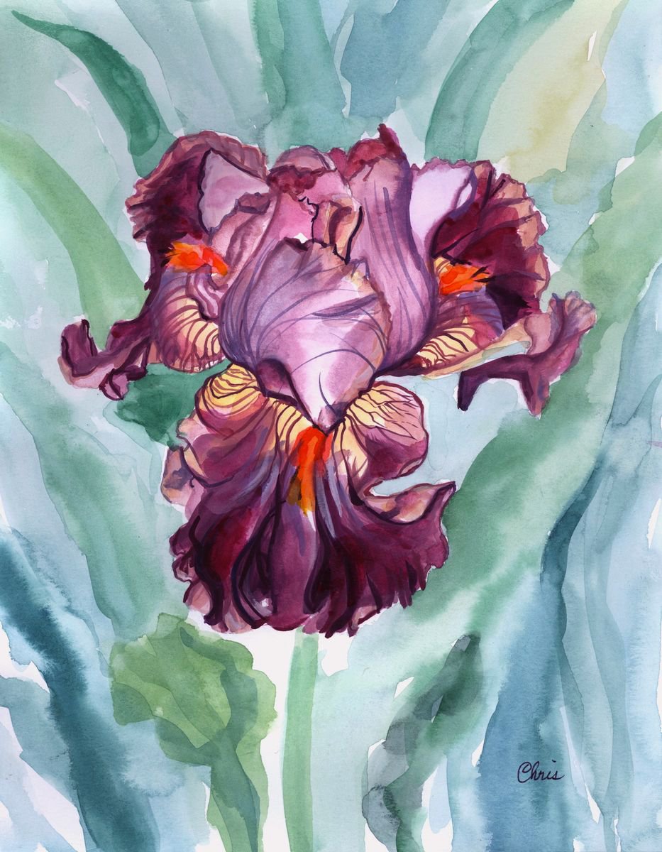 Mauve Iris by Christina M Plichta