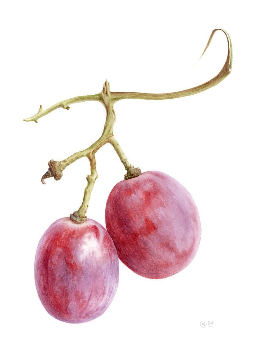 Photorealistic Watercolour , 2 Red Grapes By Yuliia Moiseieva, 11 X 15, Artwork For Sale On Artfinder