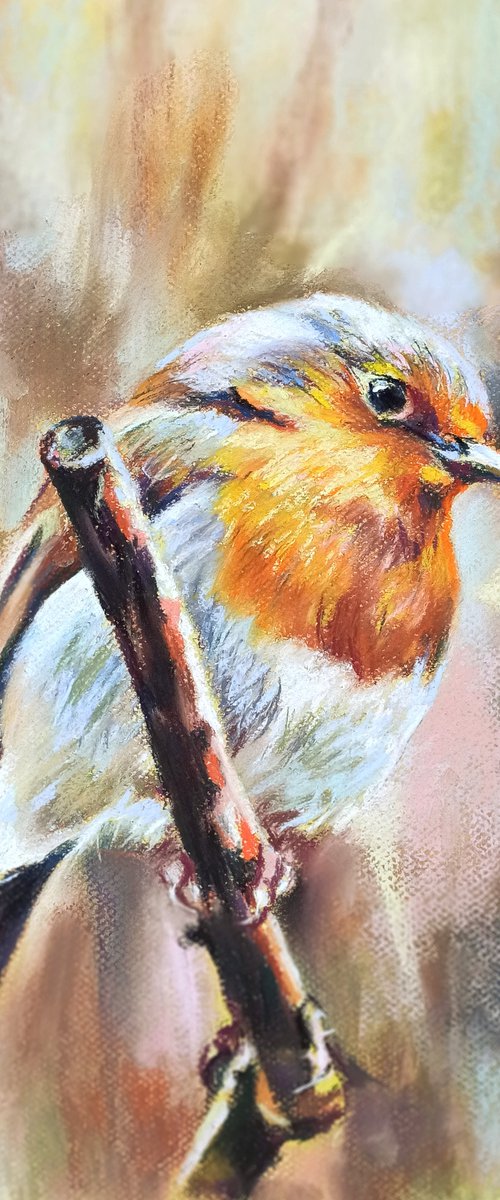 Robin by Magdalena Palega