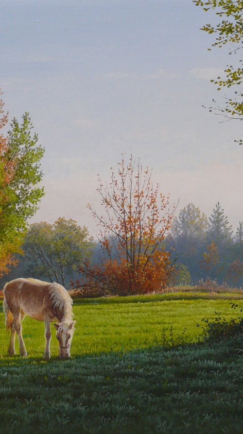 Horse on pasture by Mlynarcik Emil