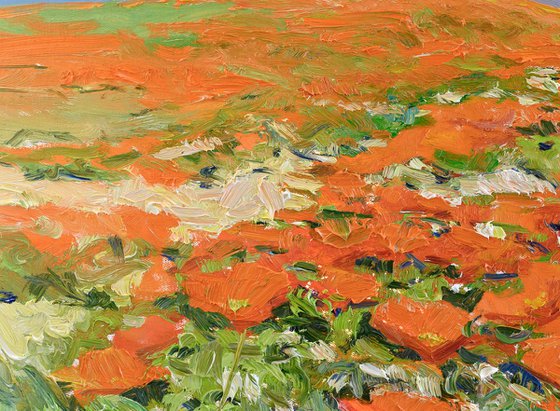 California Poppies