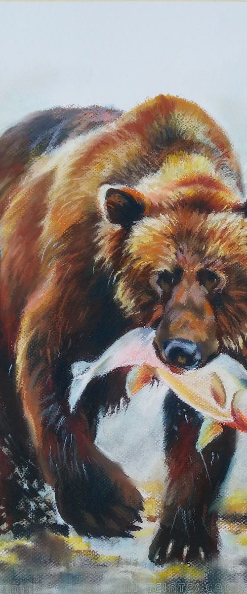Bear by Magdalena Palega
