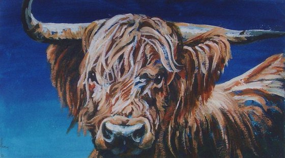 Highland Cow 2