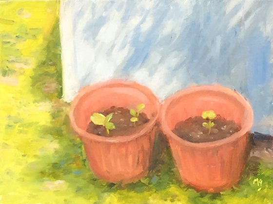 Squash Plants