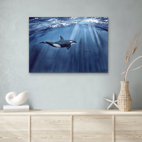 The killer whale swims under water. Original artwork.
