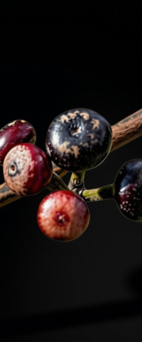 CRIMSON NIGHT BERRIES by Chotipah