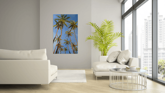 Coconut Palm Trees from Florida