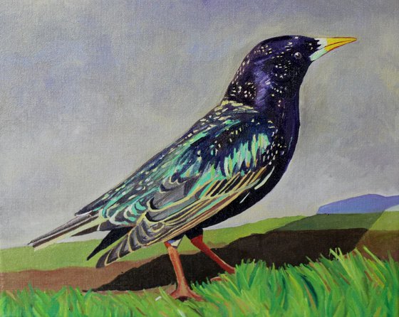 Starling