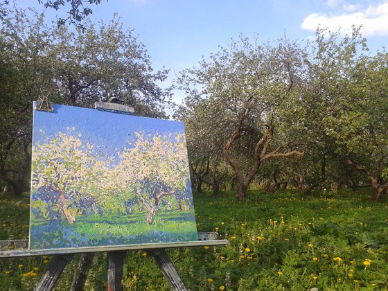 Apple tree in bloom. Kolomenskoye