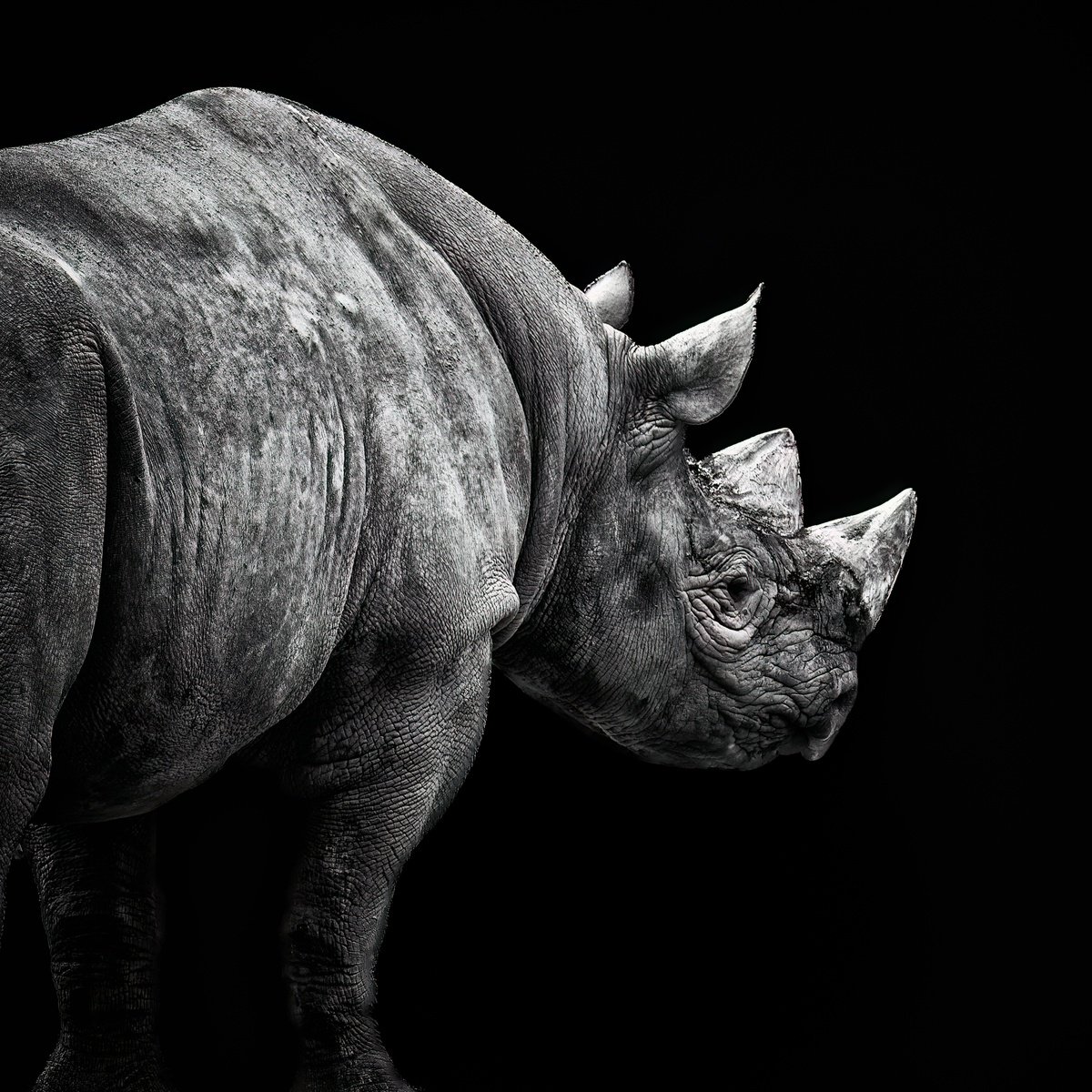 Animal Photograph By Paul Nash, 24 X 24", Rhino Glance, Original Artwork