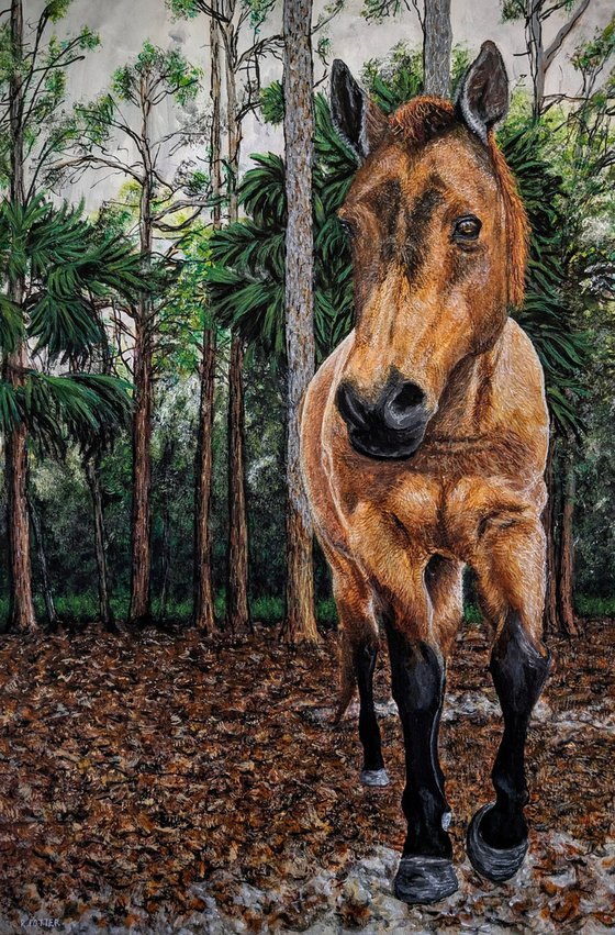 Diamond, Rescued Horse