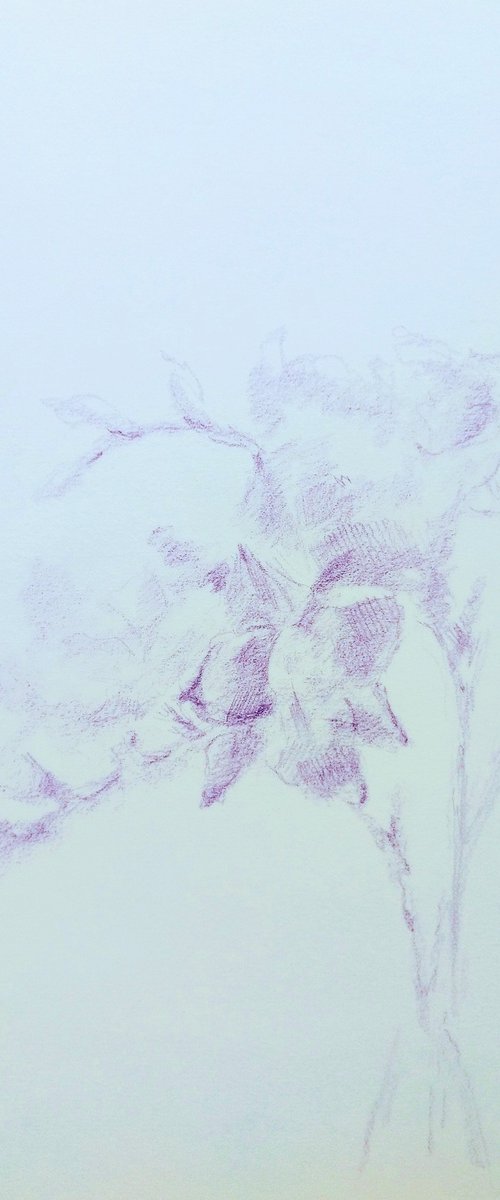 Freesias #7. Drawing with a purple pencil on paper by Yury Klyan