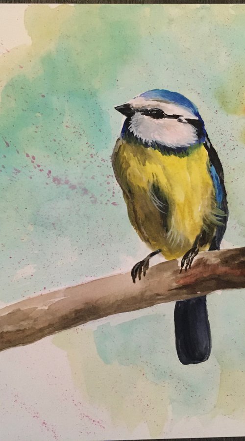 Little Tit by Timea  Valsami
