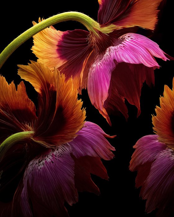 Velvet Embers