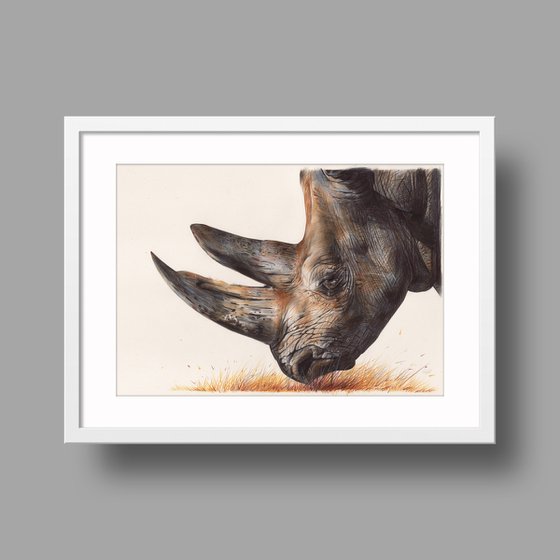 White Rhinoceros - Animal Portrait