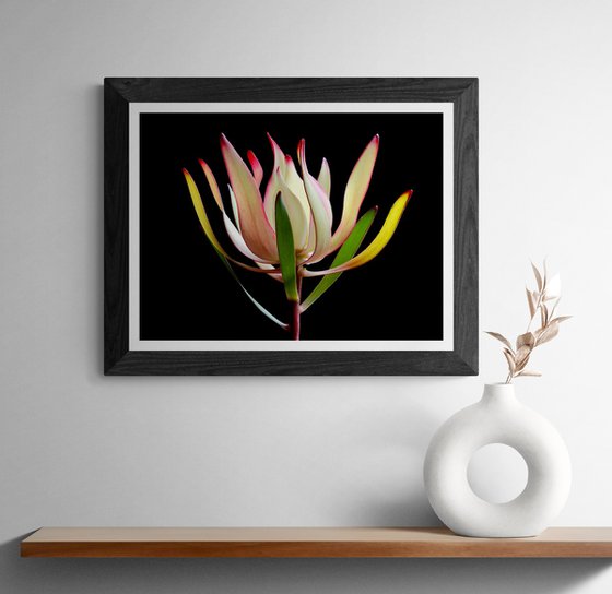 Leucadendron