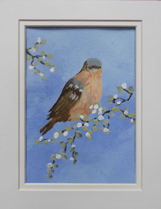 Chaffinch with blossom