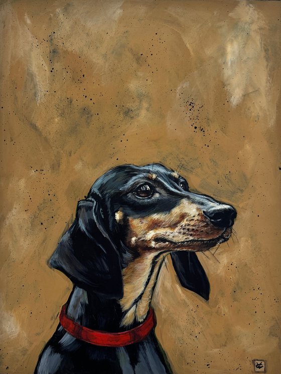Derek the dachshund