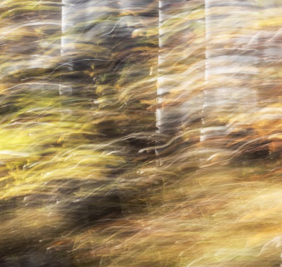 Birches (studio 9)